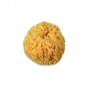 Natural sponge for decorative effects